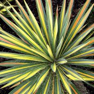 Yucca filamentosa 'Color Guard' 1l (Juka karolińska) - byliny-i-trawy_yucca-juka_79455_1.jpg
