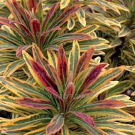 Wilczomlecz 'Ascot Rainbow' (Euphorbia x martinii) - byliny_euphorbia_ascot_rainnbow_1-wilczomlecz_.jpg