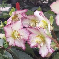 Ciemiernik HGC 'Frosted Roses'' (Helleborus) - c28_26-01-2023_20230126_120451_a.jpg