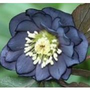 Ciemiernik Magic Double Slaty Blue (Helleborus orientalis) - double_slaty_blue_1.jpg