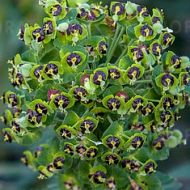 Wilczomlecz błękitnawy 'Black Pearl' (Euphorbia characias) - euphorbia-black-pearl_5a.jpg