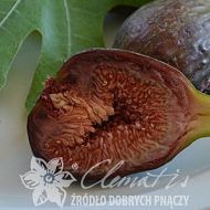 Figa Brown Turkey' (Ficus carica) - ficus_carica_brown_turkey_01_004891601e_a.jpg