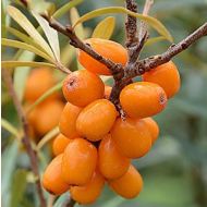 Rokitnik pospolity samopylny 'Friesdorfer Orange; (Hippohae rhamnoides) - hippophae_rhamnoides_eva_ef69fae370_a.jpg