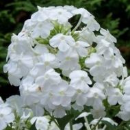Phlox paniculata 'Early White' (Floks wiechowaty) - phlox_early_white.jpg