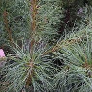 Pinus strobus (sosna wejmutka) - pinus_strobus_a.jpg