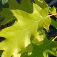 Quercus rubra ‘Aurea’ (Dąb czerwony) - quercus_rubra__aurea__dsc04934_aa.jpg