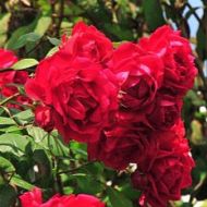 Róża pnąca 'Paul's Scarlet' (Rosa) - rosa-pauls-scarlet-climber-k2_339ae29eb2_a.jpg