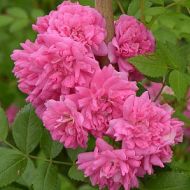 Róża pnąca 'Super Dorothy Heldoro' (Rosa) - rosa-super-dorothy-2_ff3eb62d95_a.jpg