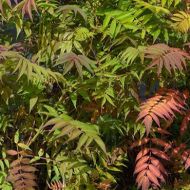 Sorbaria sorbifolia ‘Sem’ (tawlina jarzębolistna) - sorbaria_sorbifolia_doniczka_aa.jpg
