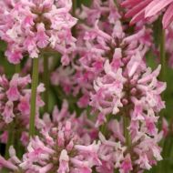 Stachys officinalis 'Pink Cotton Candy (czyściec) - stachys-officinalis-pink-cotton-candy.jpg