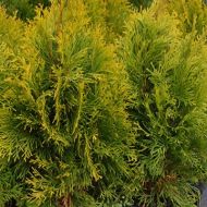 Thuja occidentalis ’Golden Smaragd’/’Janet Gold’ (żywotnik zachodni) - thuja_occidentalis_golden_smaragd_a.jpg