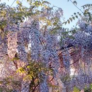 Glicynia chińska (Wisteria chinensis) - wisteria_chinensis.jpg