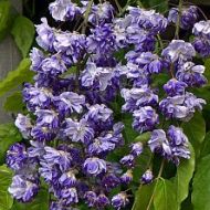 Glicynia kwiecista 'Violacea Plena' (Wisteria floribunda) - wisteria_floribunda_violacea_plena_l1_777b9ad172_a.jpg