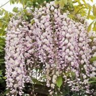 Glicynia kwiecista 'Kuchi-Beni' (Wisteria floribunda) - wisteria_kuchi-beni_1_(2).jpg