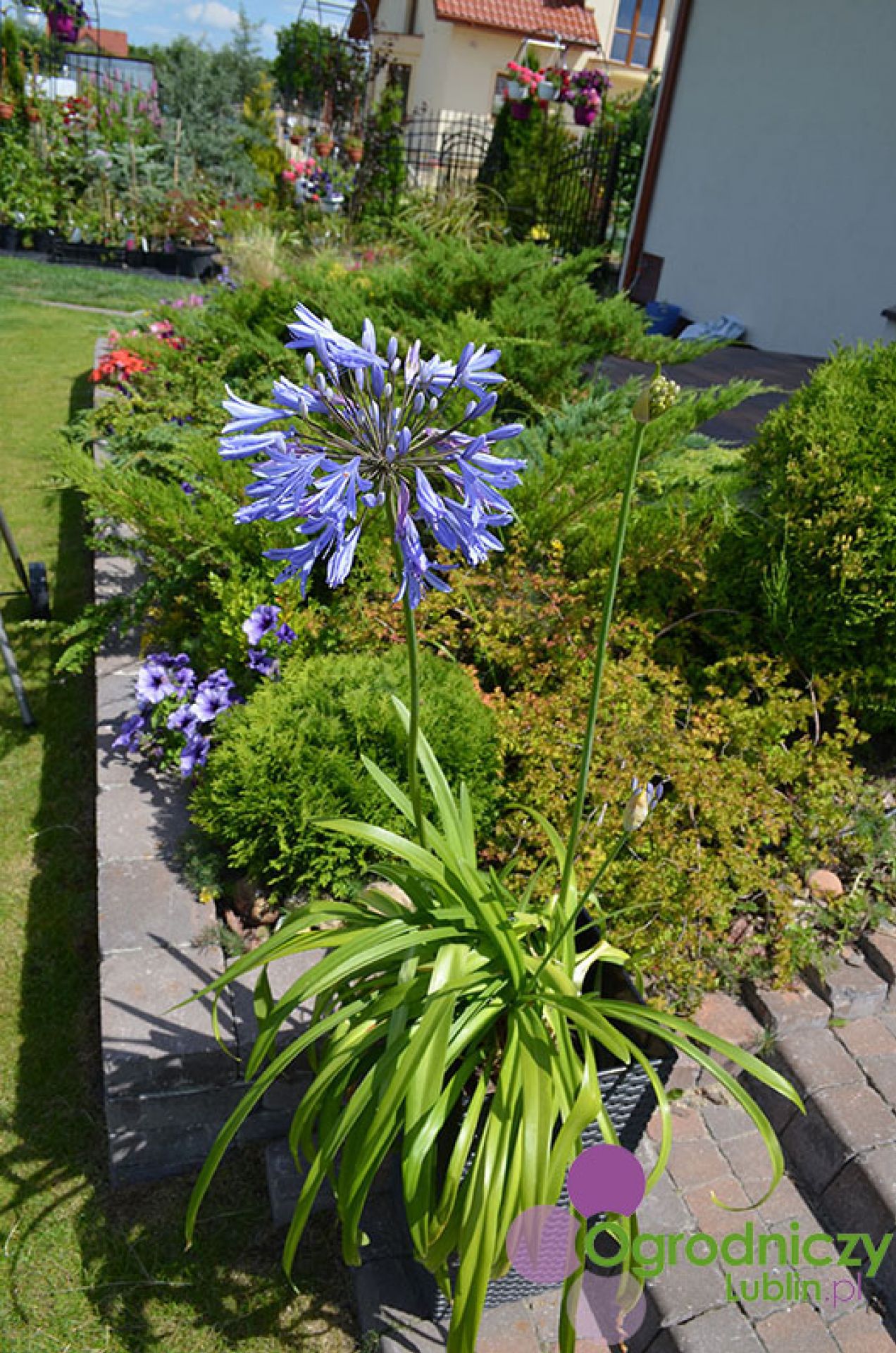 Agapanthus Preacox 5l Agapant Centrum Ogrodnicze Joanna Kowalska