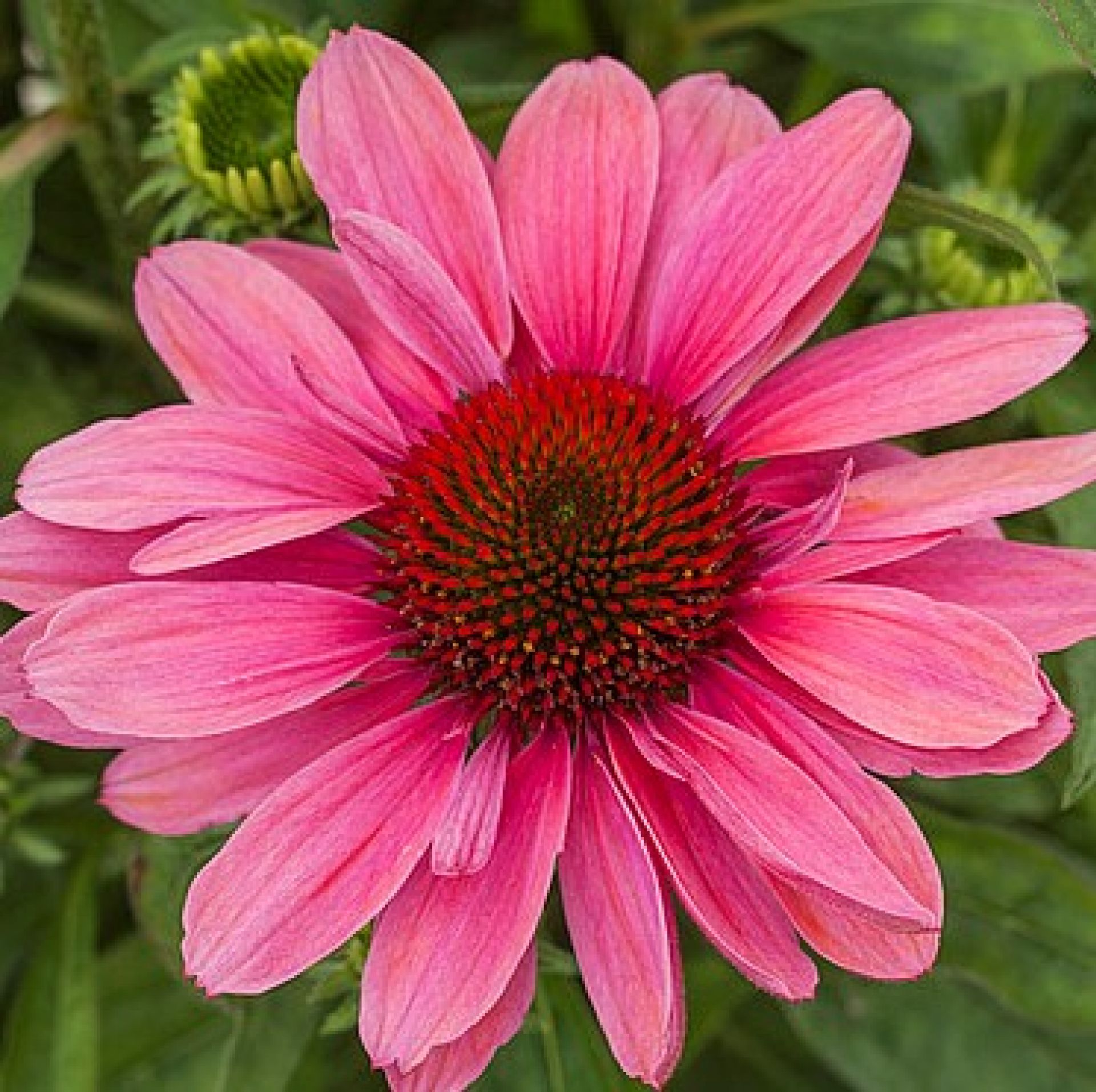 Echinacea Purpurea Pink Pearl Je Wka Purpurowa Byliny Je Wki