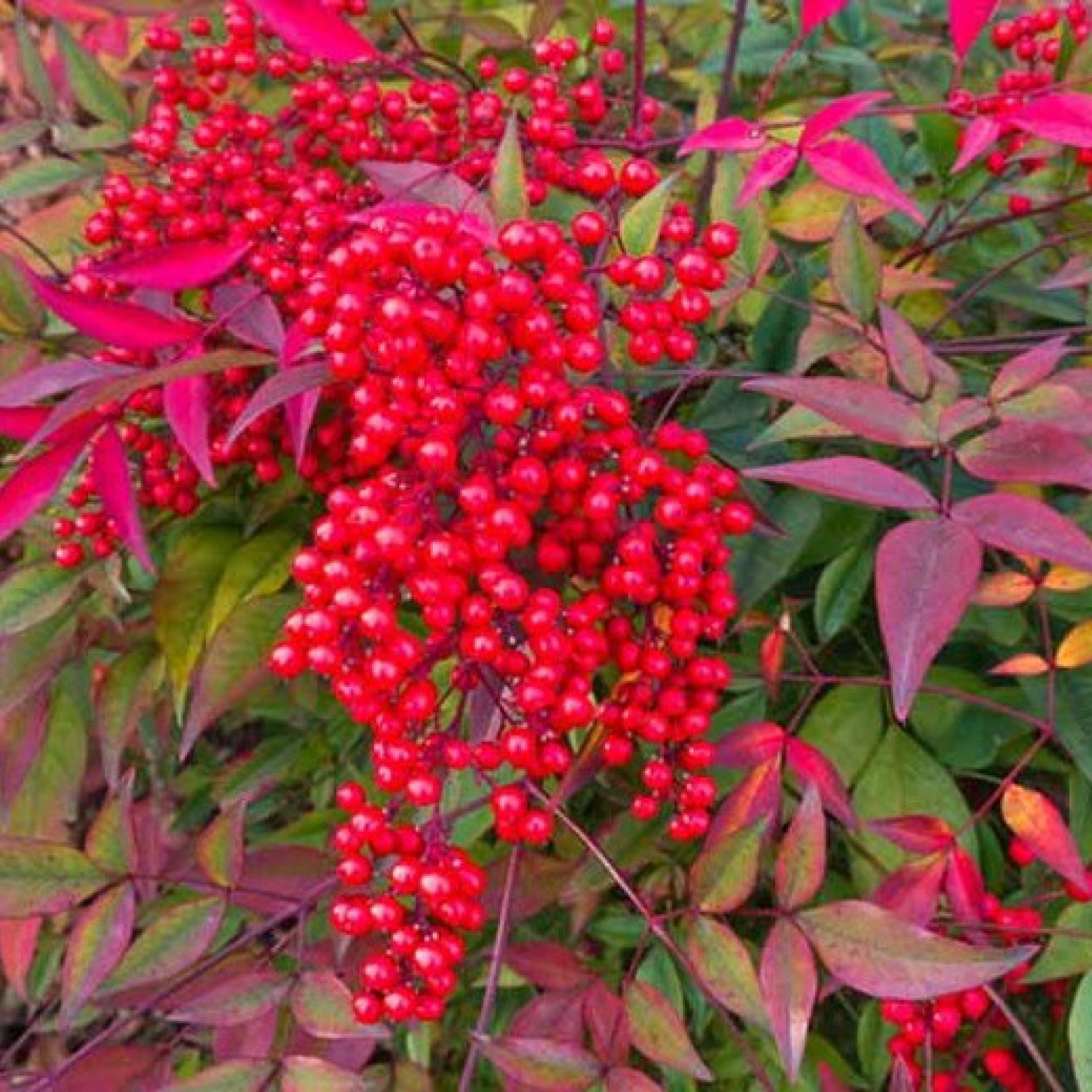 Nandina Domestica Fire Power Nandina Domowa Bambus Niebia Ski Centrum Ogrodnicze