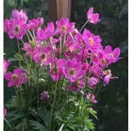 Zawilec 'Spring Beauty Pink'  mieszańcowy (Anemone x hybrida) - 800x600_anemone_spring_beauty_pink_2.jpg