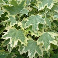 Acer platanoides 'Drummondi' ( Klon zwyczajny) - acer-platanoides-drummondii-tree-p269-2330_medium.jpg