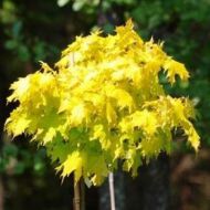 Acer platanoides 'Golden Globe' (Klon zwyczajny) - acer-platanoides-golden_globe_2.jpg