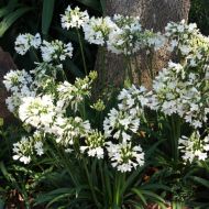 Agapanthus 'Ever White' 2l (Agapant) - agapanthus-ever-white-1-768x768.jpg