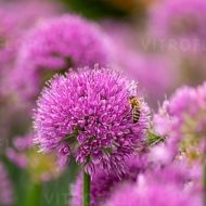 Czosnek 'Serendipity' (Allium) - allium_serendipity_73279_4_a.jpg