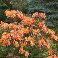 Alstroemeria INDIAN SUMMER® 'Tesronto'PBRA (lilia Inków) - alstroemeria_indian_summer_03_ad52dfbed1_aa.jpg