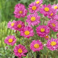 Zawilec 'Margarete' mieszańcowy (Anemone x hybrida) - anemone-margarete-in-vitro.jpg