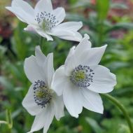 Zawilec Leveille'a (Anemone leveillei) - anemone_level_20250604_123644_(002).jpg