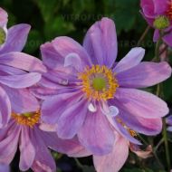 Zawilec 'Pretty Lady Emily' japoński (Anemone hupehensis) - anemone_pretty_lady_emily.jpg