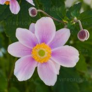 Zawilec 'Serenade' mieszańcowy (Anemone x hybrida) - anemone_serenade.jpg