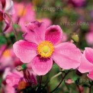 Zawilec 'Splendens' japoński (Anemone hupehensis) - anemone_splendens_(2).jpg