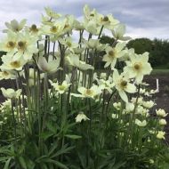 Zawilec 'Spring Beauty White' (Anemone x hybrida) - anemone_spring_beauty_white_1.jpg