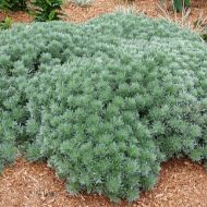 Bylica 'Nana' (Artemisia schmidtiana) - artemisia-silver-mound_1aaa.jpg