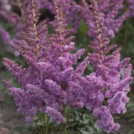 Astilbe arendsii 'Little Vision in Purple ' 2l (Tawułka Arendsa) - astilbe-chinensis-little-vision-in-purple-350x350.jpg