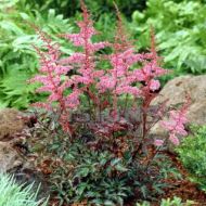 Tawułka 'Key West' pojedyńczolistna (Astilbe simplicifolia) - astilbe_key_west.jpg