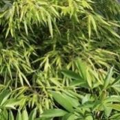 Bambus ogrodowy (Fragesia rufa) - bambus_ogrodowy_fragesia_rufa_a.jpg