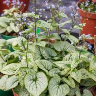 Brunnera macrophylla  'Little Heart' (Brunera wielkolistna) - brunnera_little_heart_70493_3_a.jpg