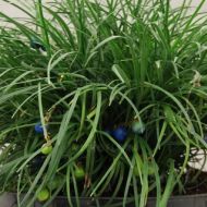 Ophiopogon chingii 'Mondo grass' (Konwalnik chingii) - byliny-i-trawy_ophiopogon-konwalnik_71774_1.jpg