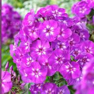 Phlox paniculata 'Purple Kiss' (Floks wiechowaty ) - byliny_phlox-paniculata_purple_kiss.jpg