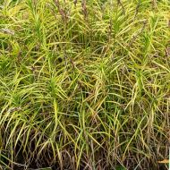 Carex muskingumensis (Turzyca palmowa) - carex_muskigumensis_79127_3_a.jpg