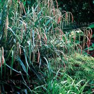 Carex pendula (Turzyca zwisła) - carex_pendula.jpg