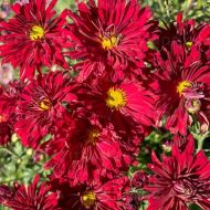 Złocień czerwonawy ''Duchess of Edinburgh' (Chrysanthemum hybridum) - chrysanthemum_73341_5_a.jpg