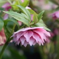 Helleborus orientalis 'Double Pink' (Ciemiernik wschodni) - ciemiernik_double_pink_1.jpg