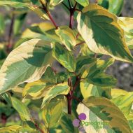 Cornus alba 'Spaethii' (Dereń biały) - cornus_alba__spaethii__cop.jpg