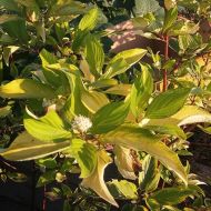 Cornus alba 'Aurea' (Dereń biały) - deren_1.jpg