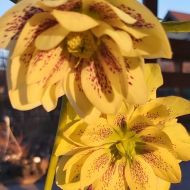 Helleborus orientalis 'Double Super Yellow/Spotted'' 3l (Ciemiernik wschodni) - double_yellow_3l_4.jpg