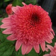 Jeżówka 'Rasberry Truffle' (Echinacea purpurea) - echinacea-raspberry-truffle_6_a.jpg