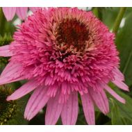 Echinacea purpurea 'Butterfly Kisses' (Jeżówka purpurowa) - echinacea_butterfly_kisses_79272_4_a.jpg