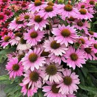Jeżówka 'Pearl Light Pink' (Echinacea purpurea) - echinacea_light_pink75995_4_a.jpg